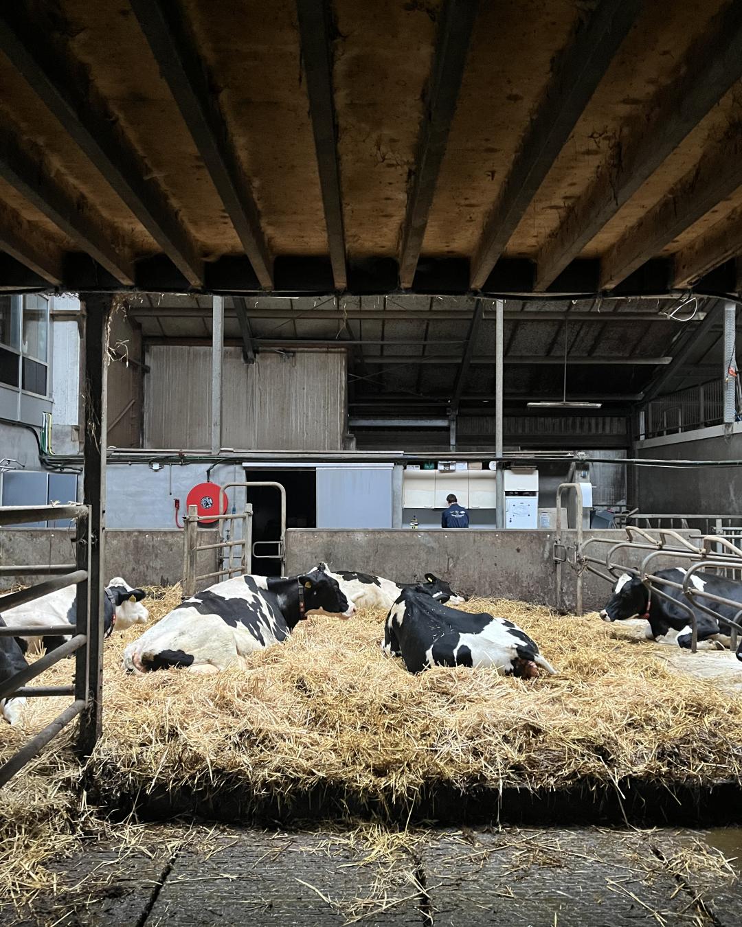 Een koe aan het kalven #ehike 