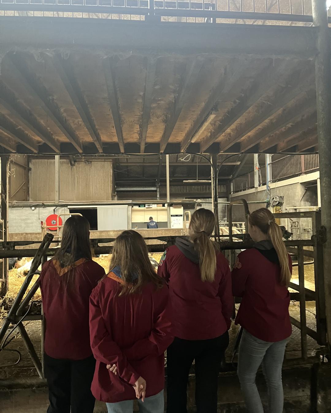 Uitloop door interesse 🐄